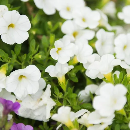 Casa Fiore Alojamento de Acomodação e Pequeno-almoço